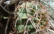 Anteprima di Gymnocalycium oenanthemum