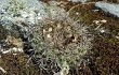 Preview photo Gymnocalycium reductum