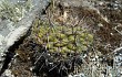 Preview photo Gymnocalycium reductum