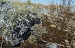 Preview photo Gymnocalycium reductum