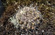 Preview photo Gymnocalycium reductum