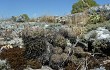 Anteprima di Gymnocalycium reductum