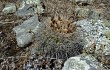 Preview photo Gymnocalycium reductum