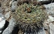 Preview photo Gymnocalycium reductum