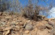 Vista previa de Gymnocalycium ritterianum