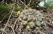 Vista previa de Gymnocalycium schroederianum