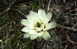 Preview photo Gymnocalycium schroederianum