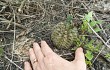 Preview photo Gymnocalycium schroederianum