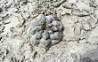 Preview photo Gymnocalycium schroederianum