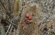 Anteprima di Echinopsis nothohyalacantha