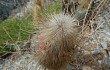 Anteprima di Echinopsis nothohyalacantha