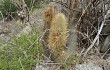 Preview photo Echinopsis nothohyalacantha