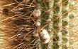 Preview photo Echinopsis nothohyalacantha