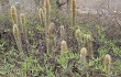 Anteprima di Echinopsis nothohyalacantha