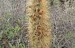 Vista previa de Echinopsis nothohyalacantha