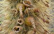 Preview photo Echinopsis nothohyalacantha