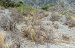 Anteprima di Echinopsis nothohyalacantha