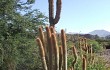 Anteprima di Echinopsis nothohyalacantha