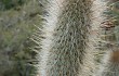 Preview photo Echinopsis nothohyalacantha