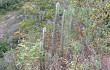 Anteprima di Echinopsis nothohyalacantha