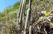 Preview photo Echinopsis nothohyalacantha