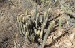 Anteprima di Echinopsis nothohyalacantha