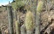 Vista previa de Echinopsis nothohyalacantha