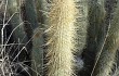 Anteprima di Echinopsis nothohyalacantha