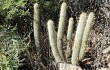 Preview photo Echinopsis nothohyalacantha