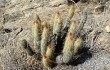 Preview photo Echinopsis nothohyalacantha