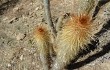 Vista previa de Echinopsis nothohyalacantha