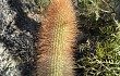 Vista previa de Echinopsis nothohyalacantha