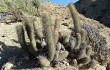 Preview photo Echinopsis nothohyalacantha