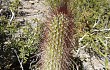 Anteprima di Echinopsis nothohyalacantha