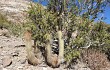 Vista previa de Echinopsis nothohyalacantha