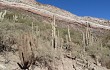 Vista previa de Echinopsis nothohyalacantha