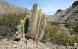 Preview photo Echinopsis nothohyalacantha