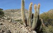 Preview photo Echinopsis nothohyalacantha