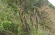 Anteprima di Echinopsis nothohyalacantha