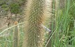 Anteprima di Echinopsis nothohyalacantha