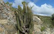 Preview photo Echinopsis nothohyalacantha