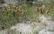 Vista previa de Echinopsis nothohyalacantha