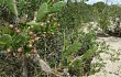 Preview photo Opuntia monacantha