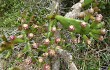 Preview photo Opuntia monacantha