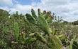 Vista previa de Opuntia monacantha