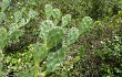 Preview photo Opuntia monacantha