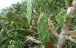 Preview photo Opuntia monacantha