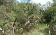 Vista previa de Opuntia monacantha