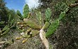 Preview photo Opuntia monacantha