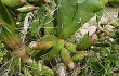 Preview photo Opuntia monacantha